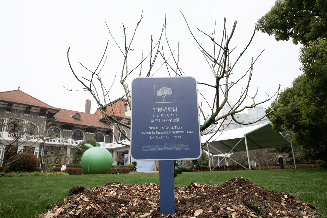 辰山植物园精心栽培的牛顿苹果树落户上海科学会堂