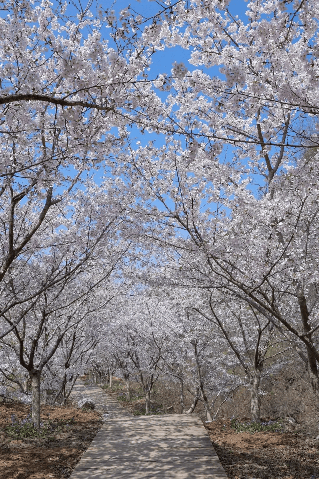 仁寿曲江樱花节是好久图片