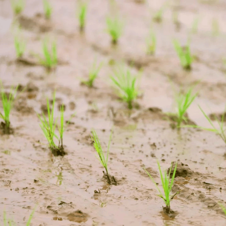 禾苗破土图片