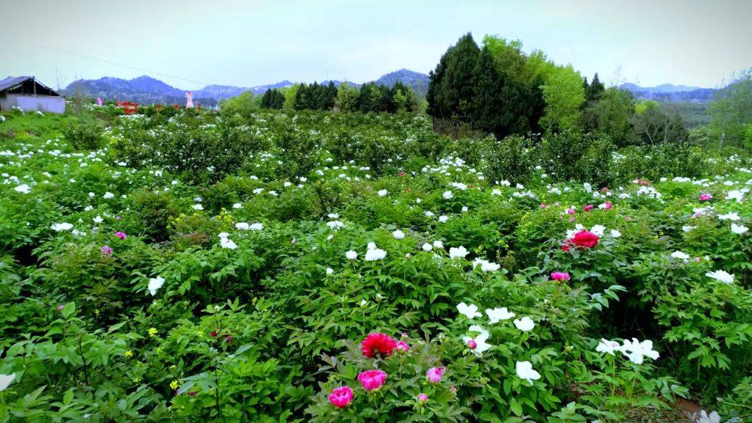 到西充看春天仙林镇第七届牡丹花季即将开幕