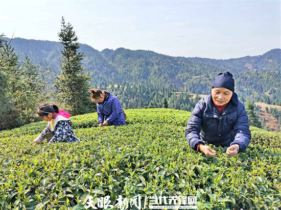 黎平县地坪镇春茶交易火热村头寨尾变身茶叶市场茶农笑迎丰收季