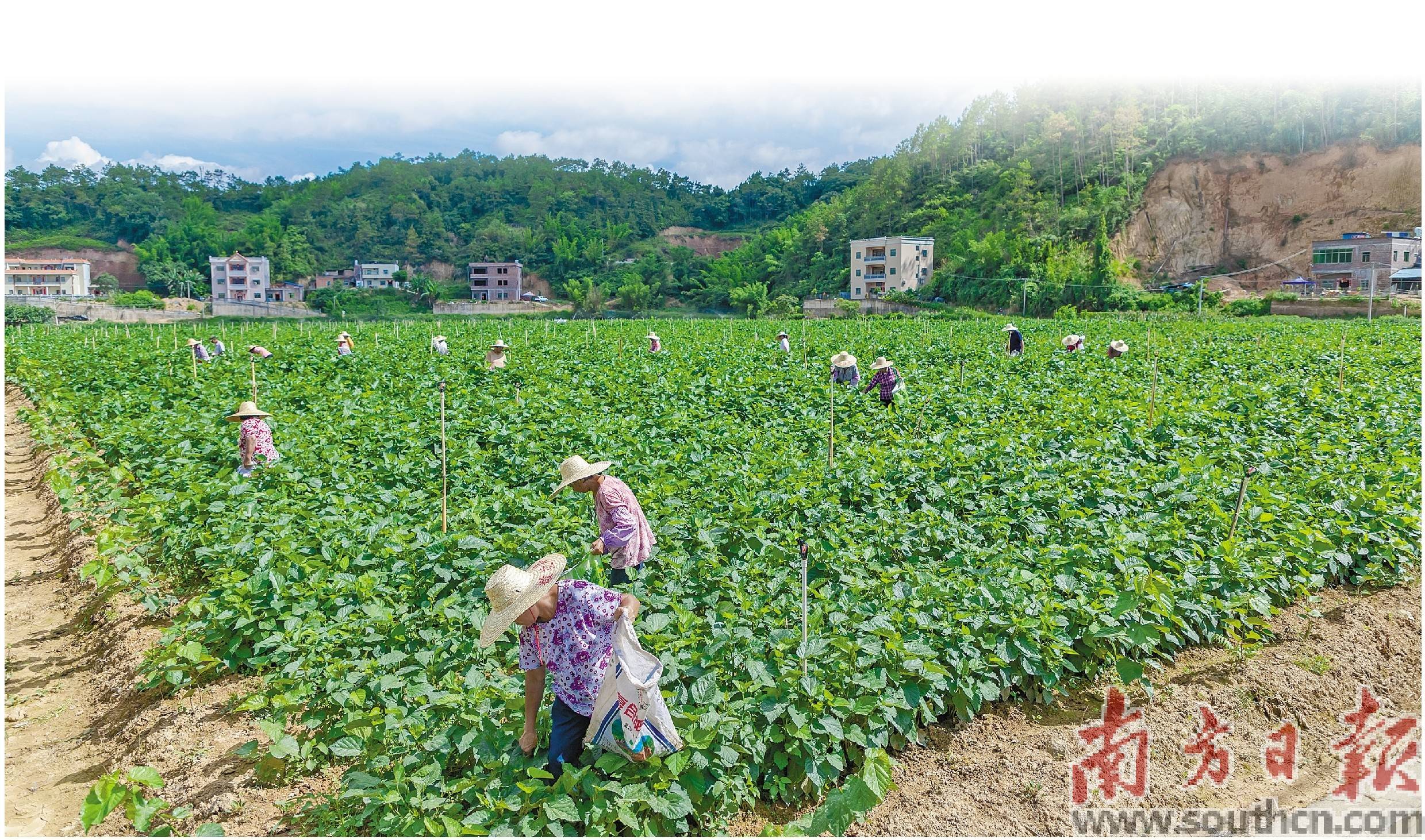 一棵蔬菜实现三向奔富
