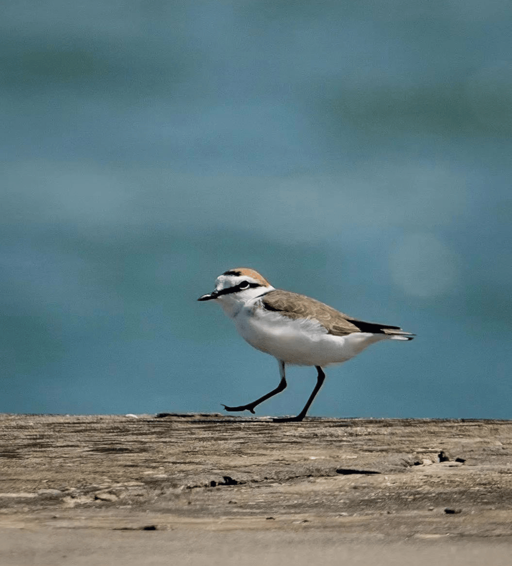 春日踏青新乐趣厦门上演万鸟齐飞大片附观鸟地图