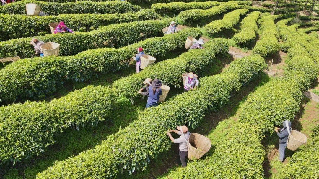 在大理细品茶香