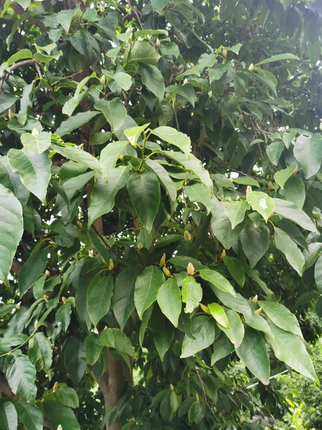 辛夷产地行情快讯