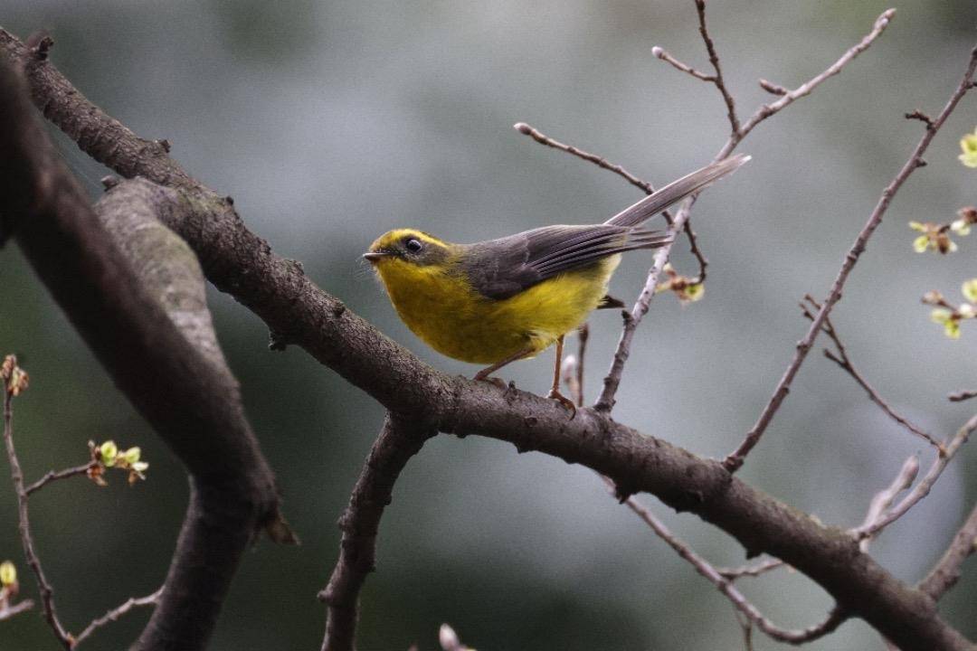 新增成都鸟类共计577种