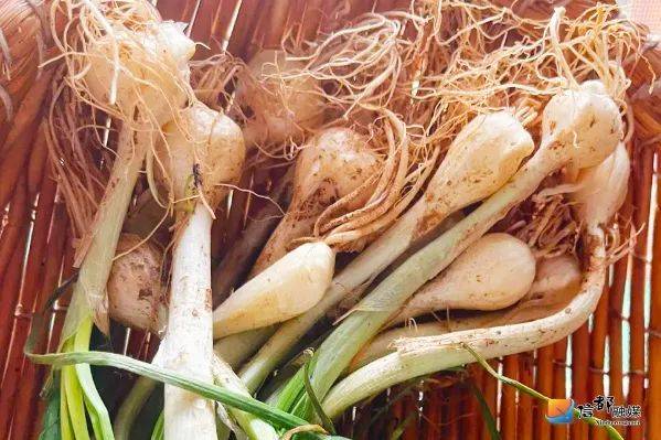 榆钱反复清洗干净控水后放入面粉,盐,五香粉,酵母用温水化开后分次