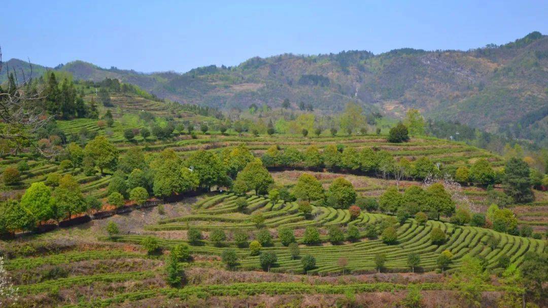 活动报名生态坝羊幸福茶乡欢迎你走进100个美丽乡村第39站紫云坝羊新