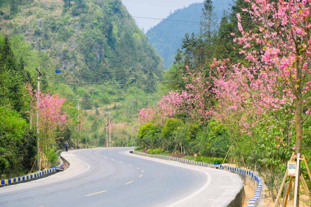 美不胜收!富宁这条路上的樱花等你来打卡~_道路_路段_微信
