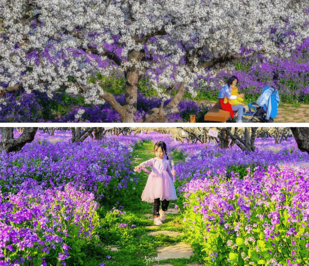 倒计时三台山梨兰会即将惊艳全国附游玩攻略