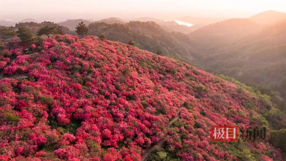 岭上开遍哟·映山红|3月30日,黄陂与您相约木兰云雾山_景区_杜鹃_山头