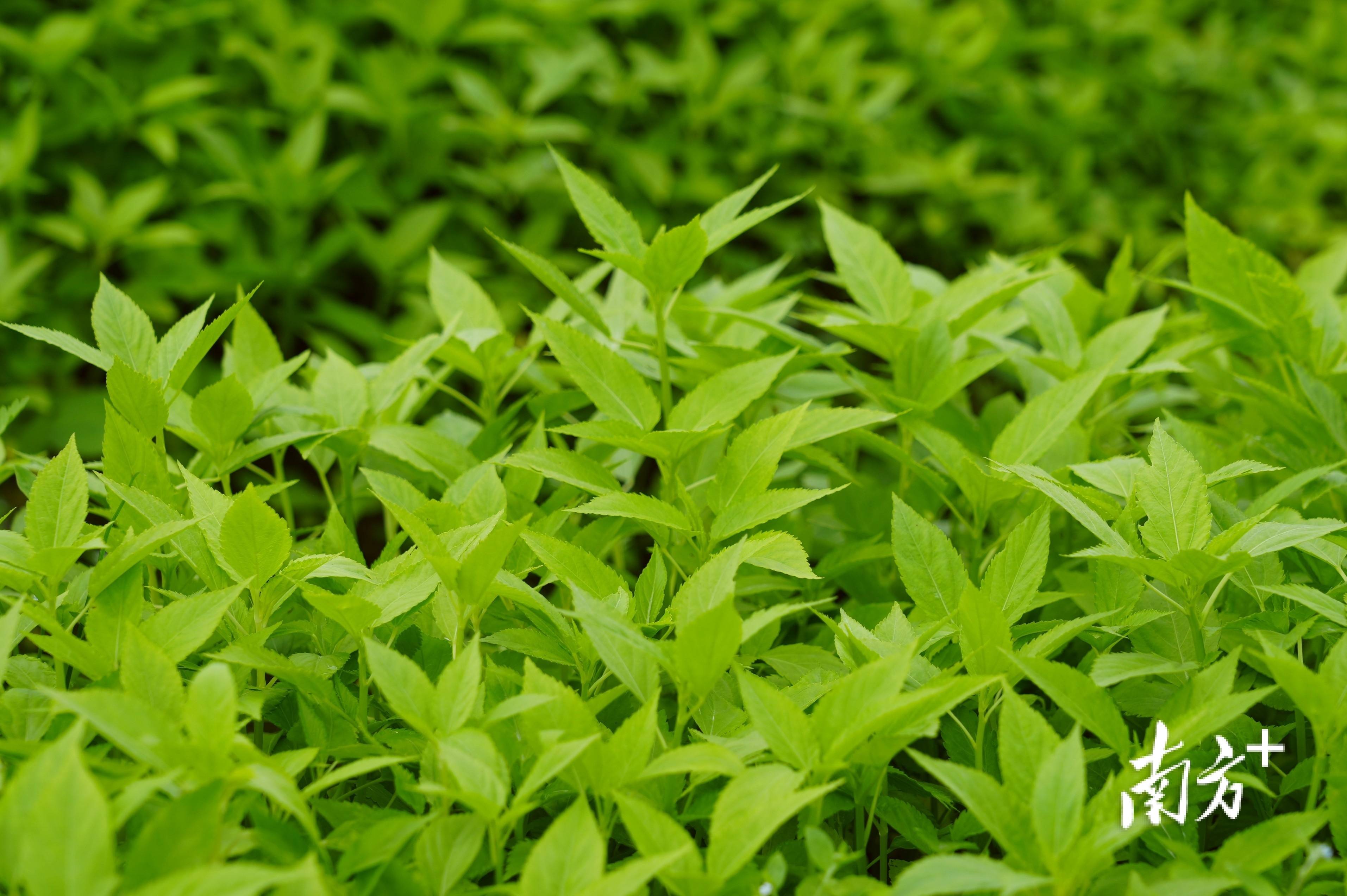 在潮南区两英镇禾皋村麻叶种植基地,种植户王伟正在除掉田垄里的杂草.