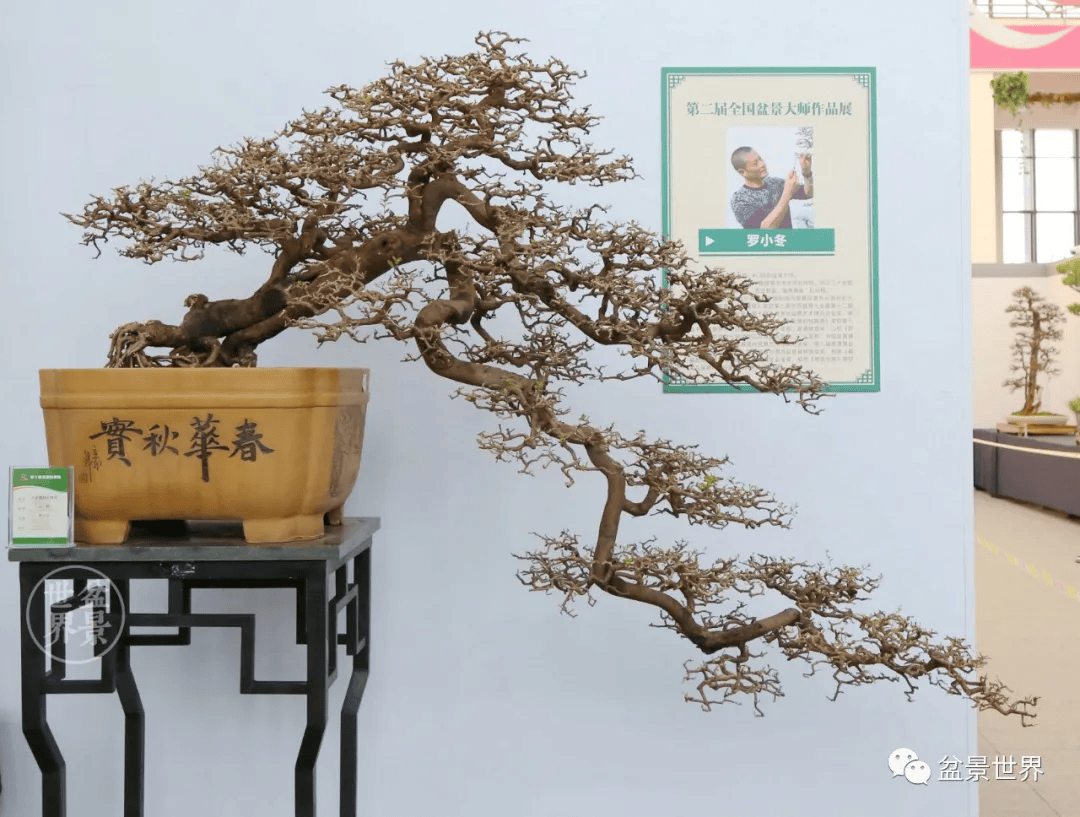 水影横斜_作品_cm_盆景