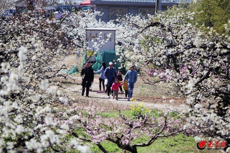 薛河梨乡第十三届梨花节将持续九天十大主题活动共绘梨花韵薛河颂