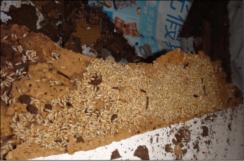 温馨提示白蚁分飞蚁情来袭几招教你如何对付家中烦人的飞蚂蚁