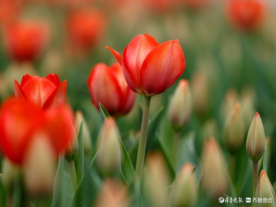 泉城广场的郁金香开花啦!