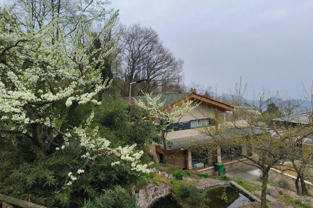 繁花已上线莫负好春光鹤鸣春日赏花带你住进春天里