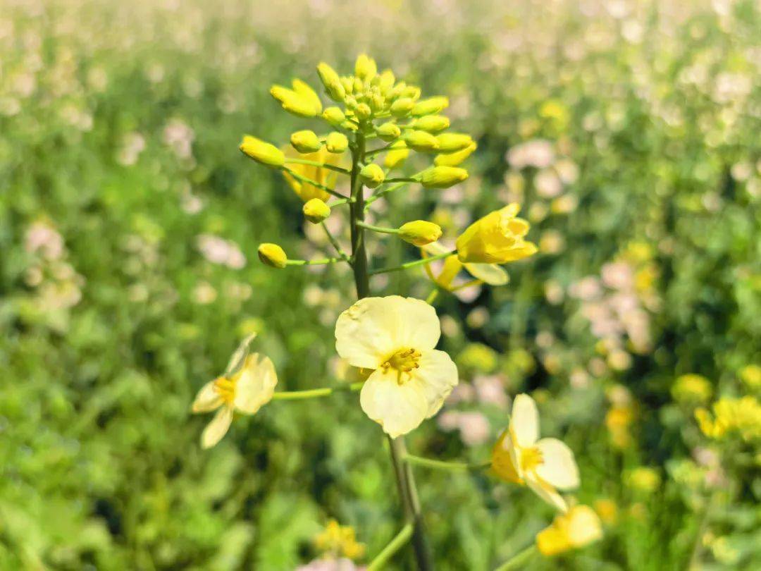 奉贤菜花节3月29日正式启动六大板块十八项活动就等你来