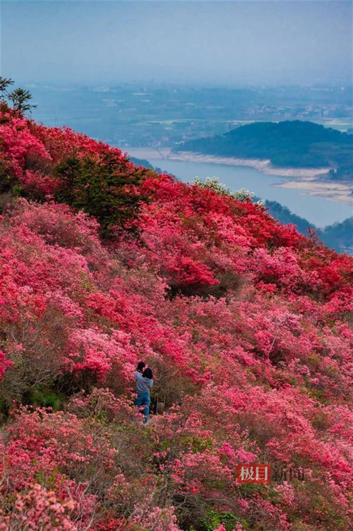 映山红一年开几次花图片