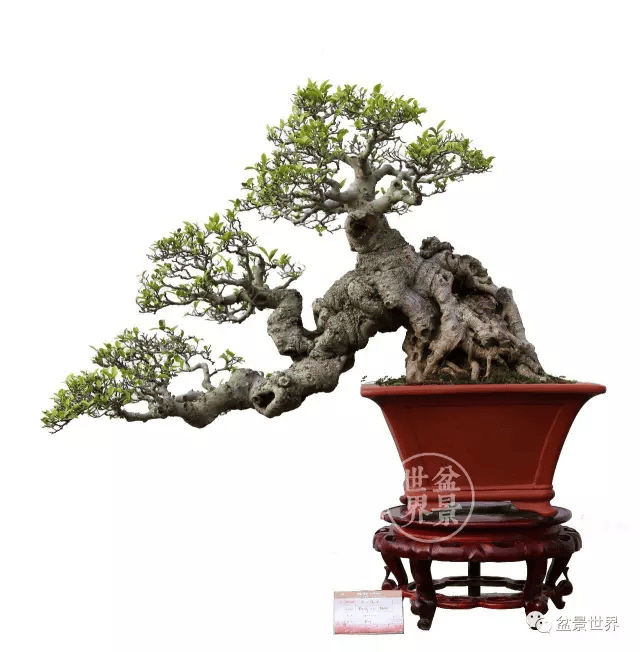 水影横斜_作品_cm_盆景