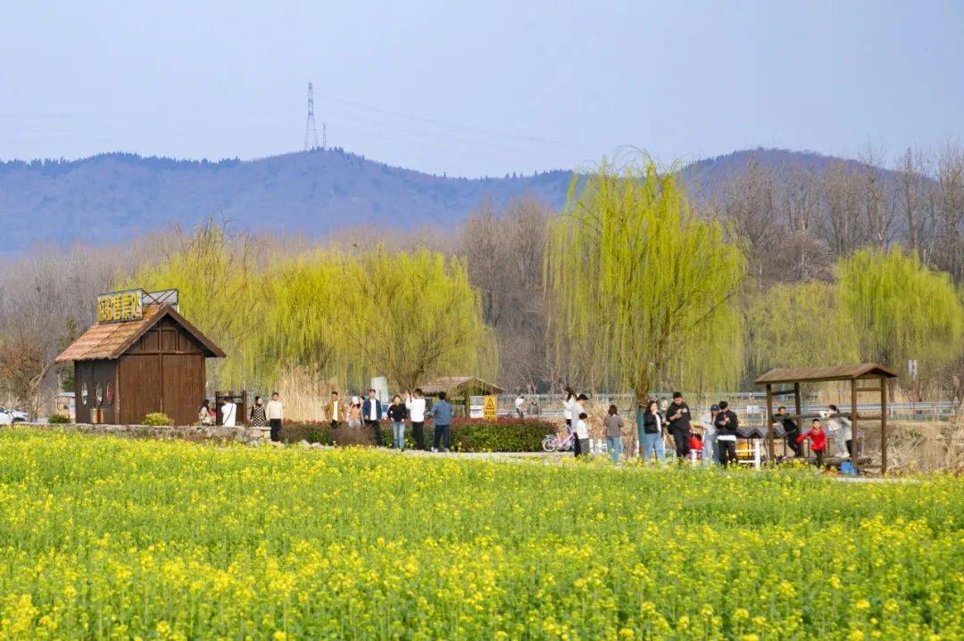 走,佘村赏油菜花去!_江宁_游客_旅游