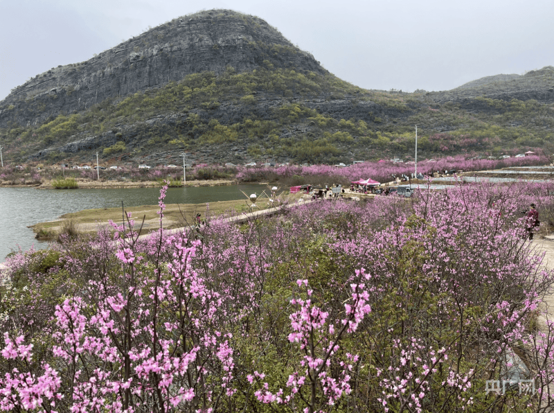 湖南江永:紫荆花开 瑶乡风情引客来_游客_花海中_腊肉