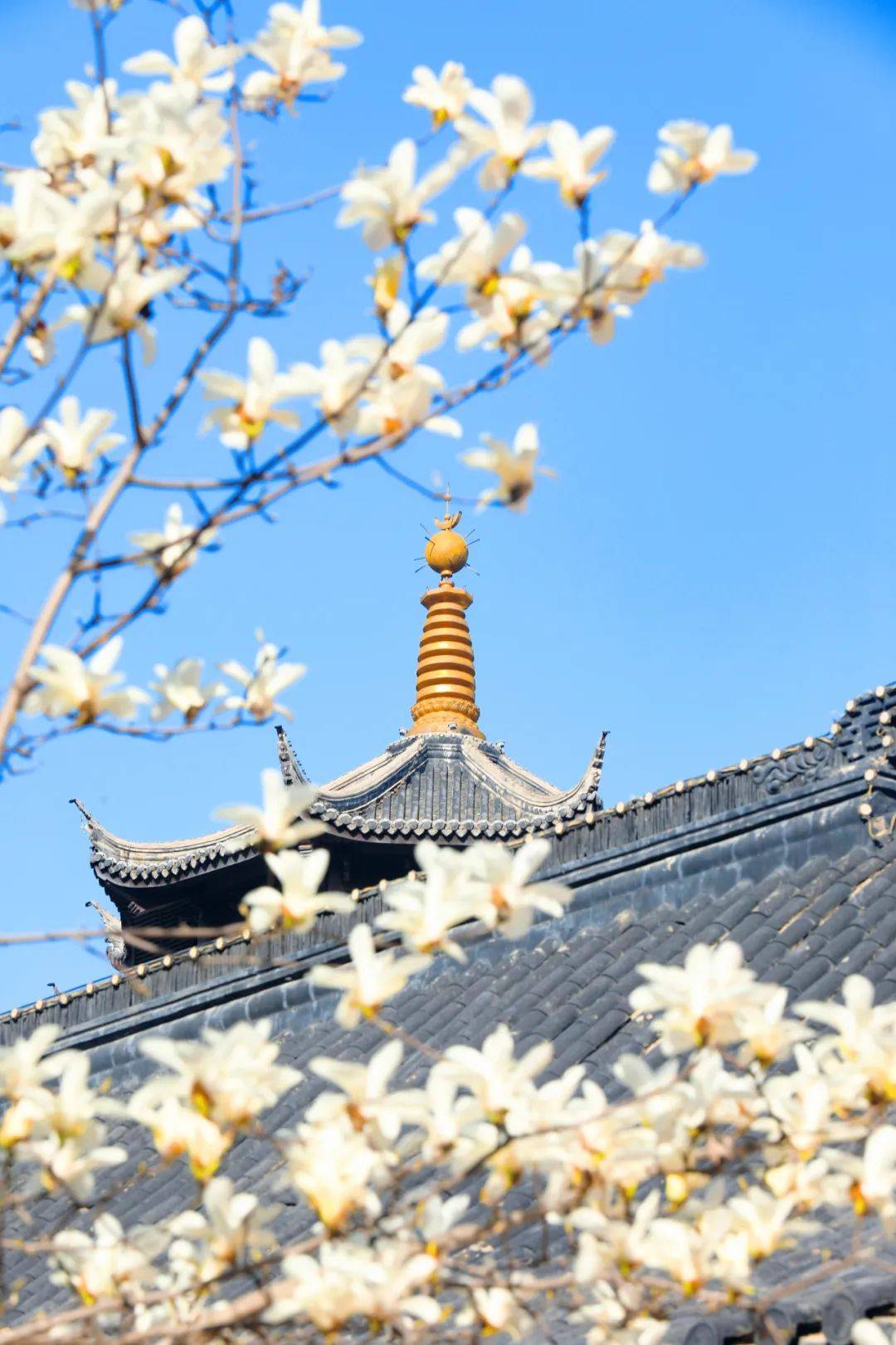 来泗阳上春山啦