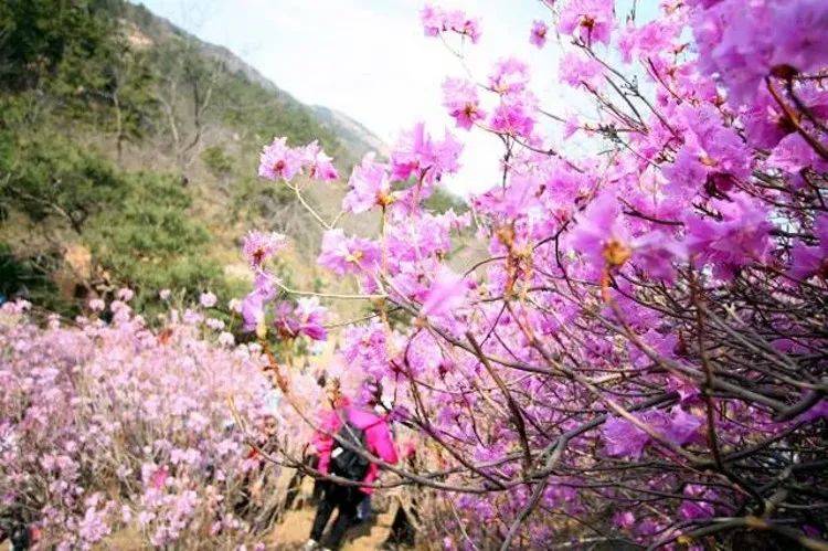 【相约大珠山 赏漫山红杜鹃】青岛大珠山 海军公园特惠赏花一日游
