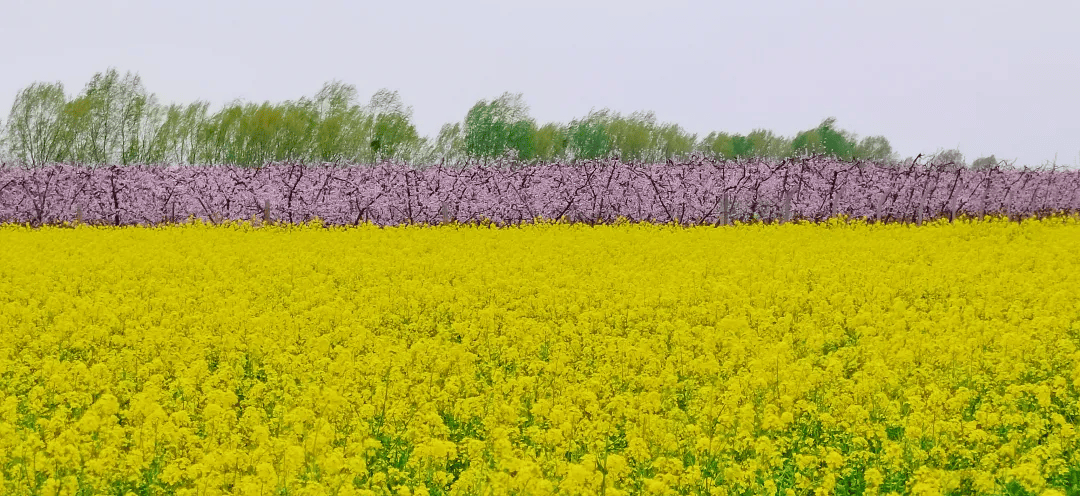 粉海超出片郑州北黄河滩万亩桃花盛开现场图