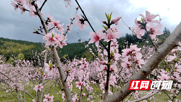 近年来,双牌县持续探索农业产业高质量发展新路子,先后在泷泊镇