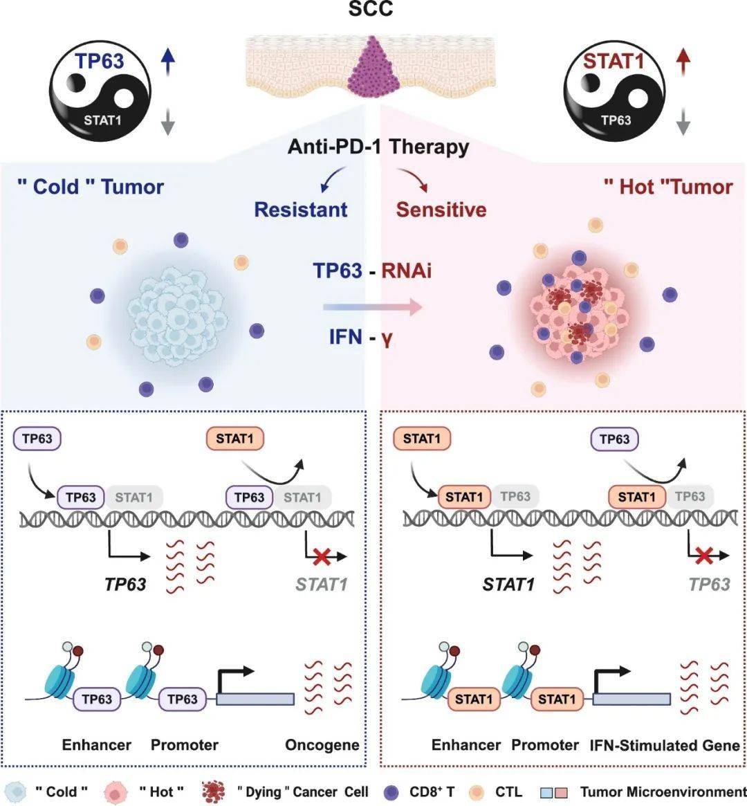 "免疫冷"肿瘤变"热"肿瘤的潜在策略_治疗_患者_研究人员