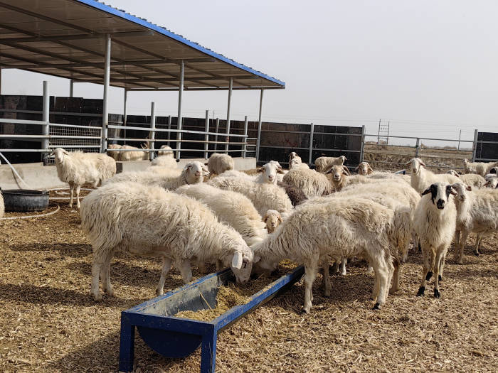 尉犁县墩阔坦乡集中养殖促发展村民增收钱景好