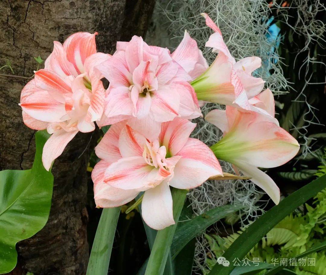 朱頂紅花展開幕丨春風暖吹揚朱頂紅吐豔鬥芬芳