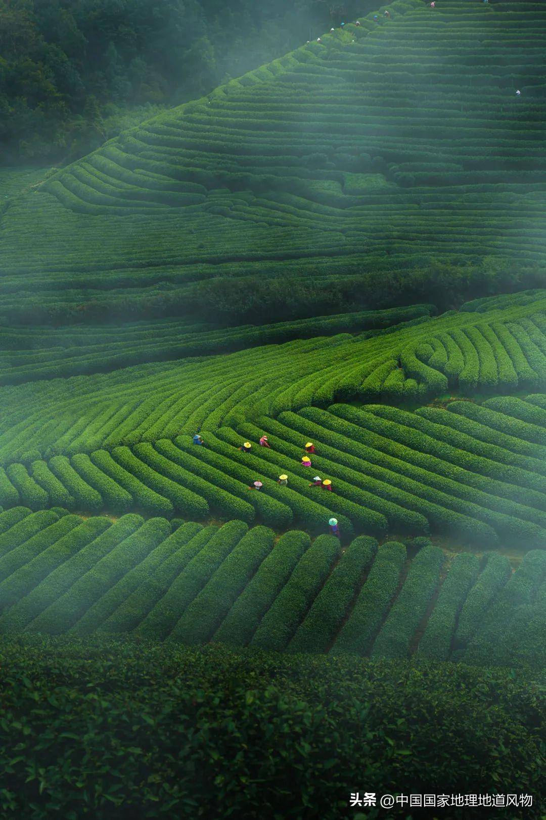 人间四月应问茶:一文读懂中国最鲜春茶源产地