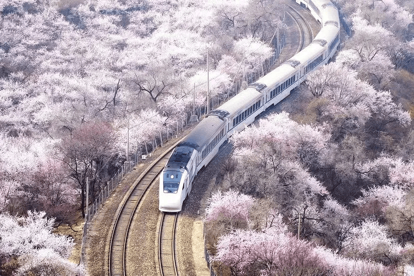 北京穿过花海的火车图片