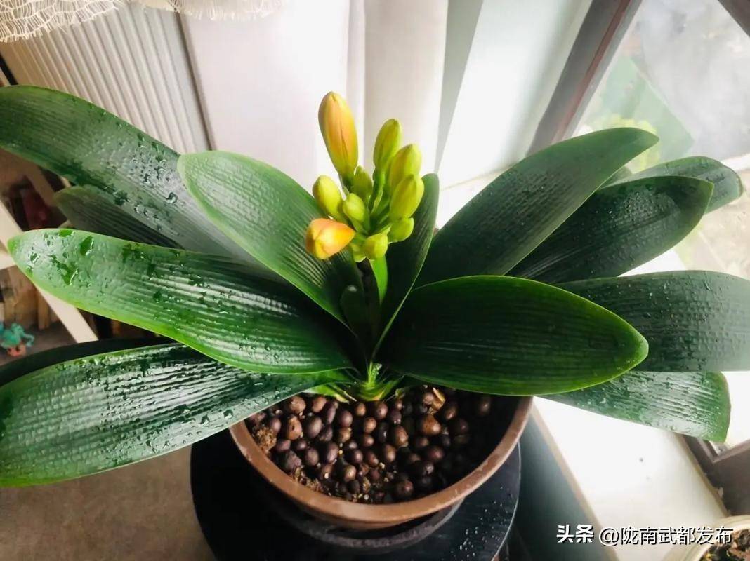 家中养君子兰春天做1件事一年开花两三次叶子油亮大又绿