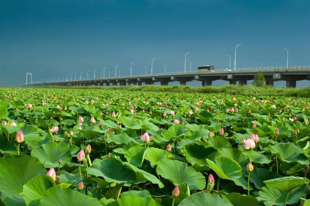 全攻略工业学大庆春天看大庆大庆精品旅游线路推荐