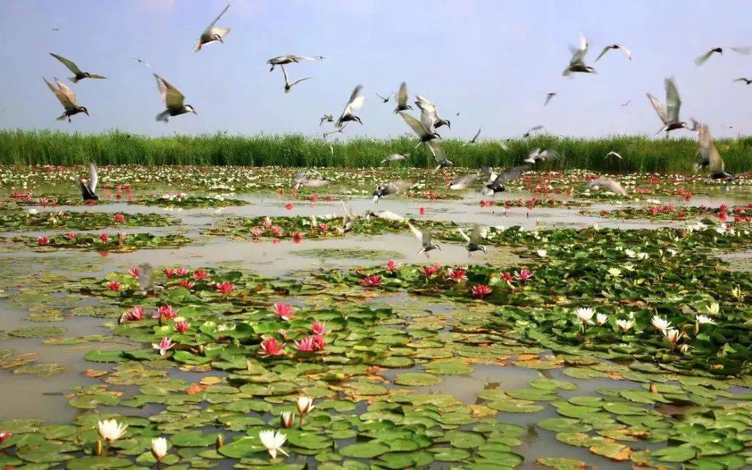 全攻略工业学大庆春天看大庆大庆精品旅游线路推荐