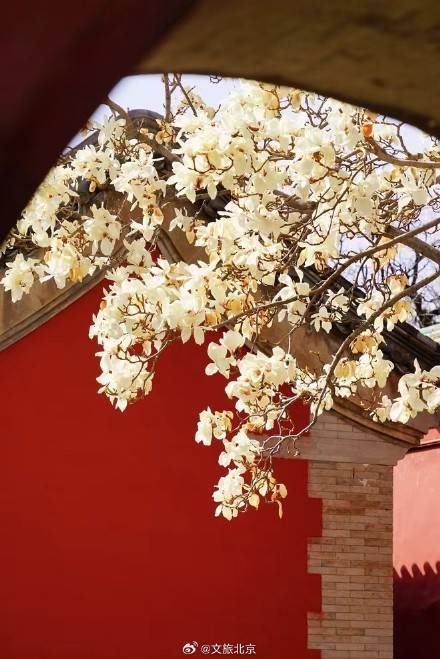 美!天坛斋宫玉兰花映红墙
