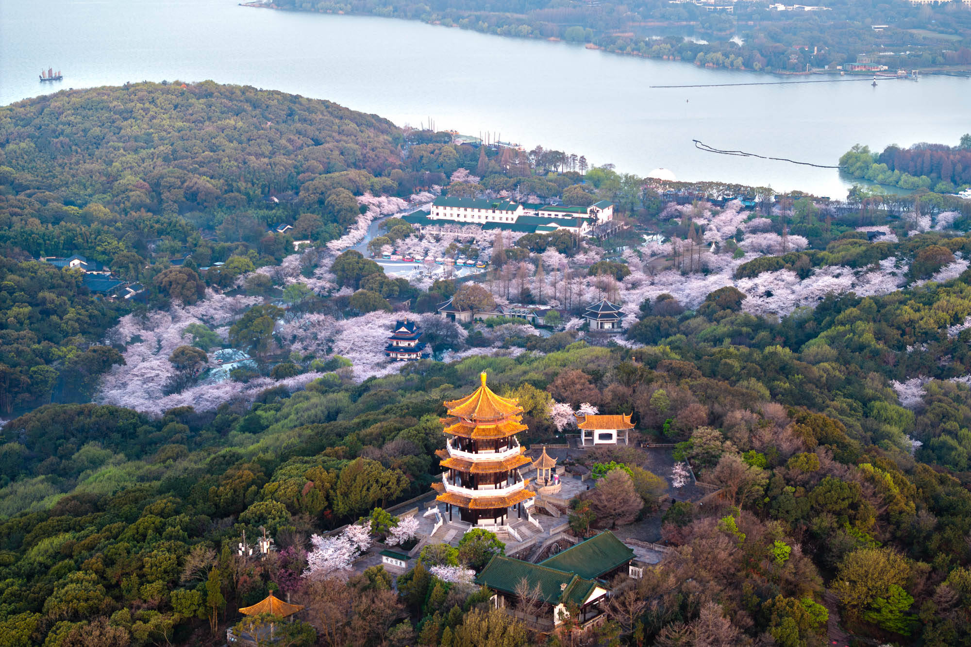 江苏无锡:樱花烂漫引客来