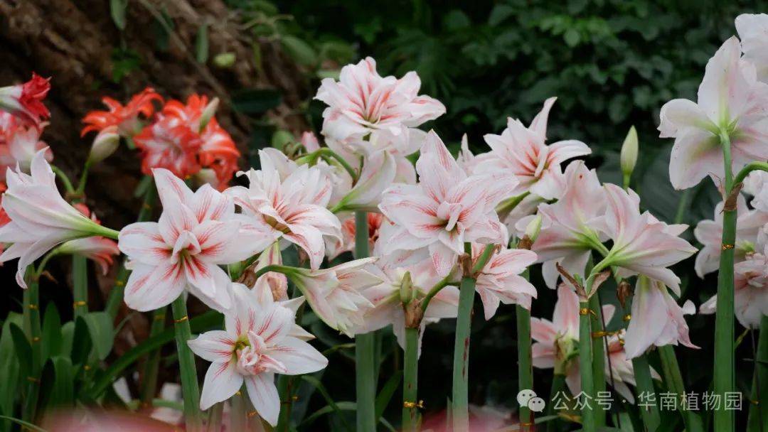 朱顶红花展开幕丨春风暖吹扬朱顶红吐艳斗芬芳