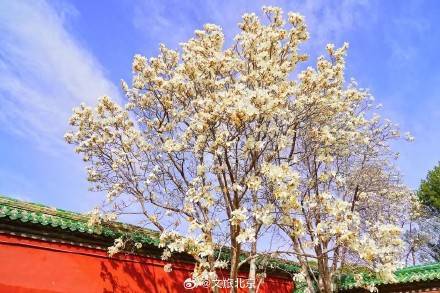 美!天坛斋宫玉兰花映红墙