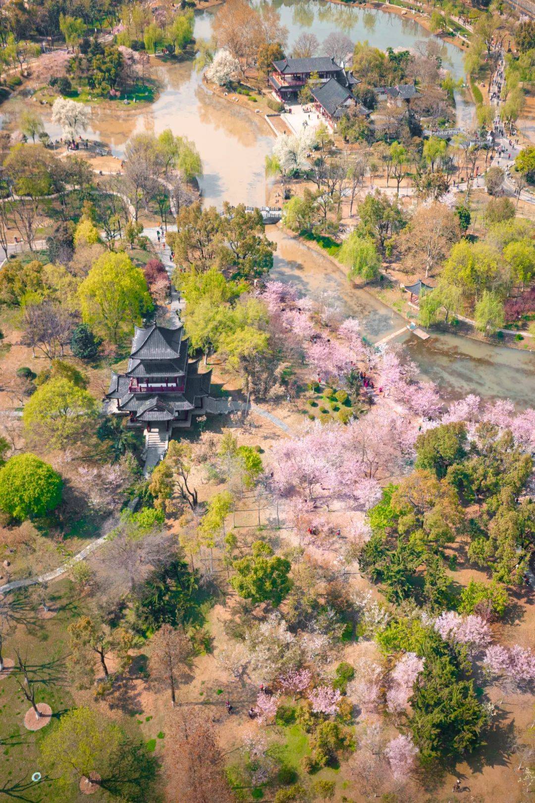 郑重宣布堤角公园是我心中汉口踏春no1