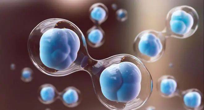 2024最新干细胞治疗疾病清单!_充质_医疗_领域