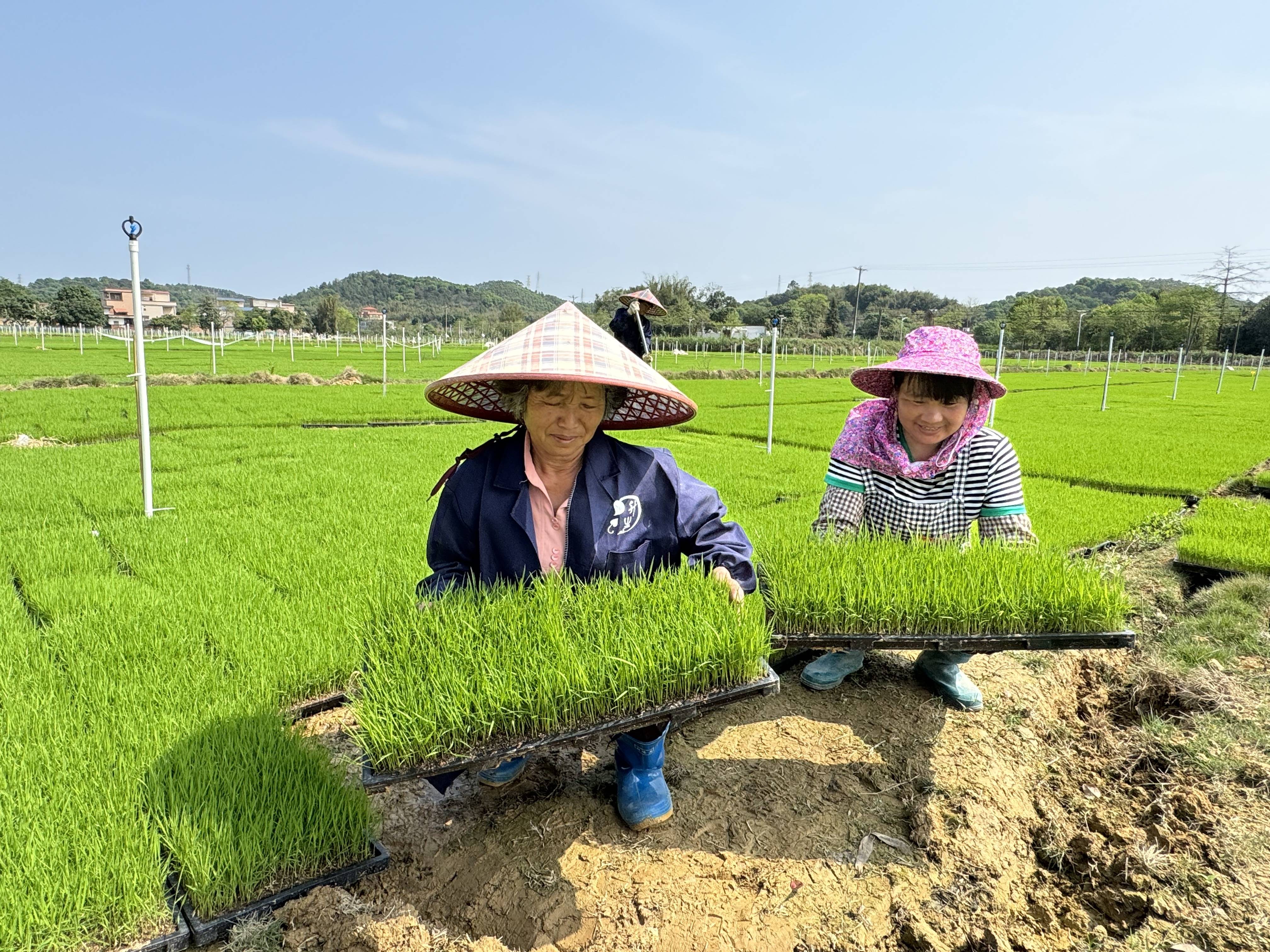 广东省农科所种苗基地图片