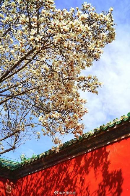 美!天坛斋宫玉兰花映红墙