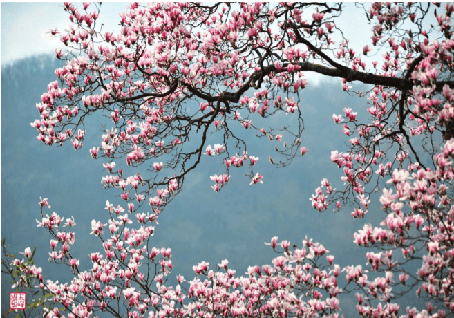 世界上规模最大的纯野生望春花原生带,散生着40余万株野生望春花树
