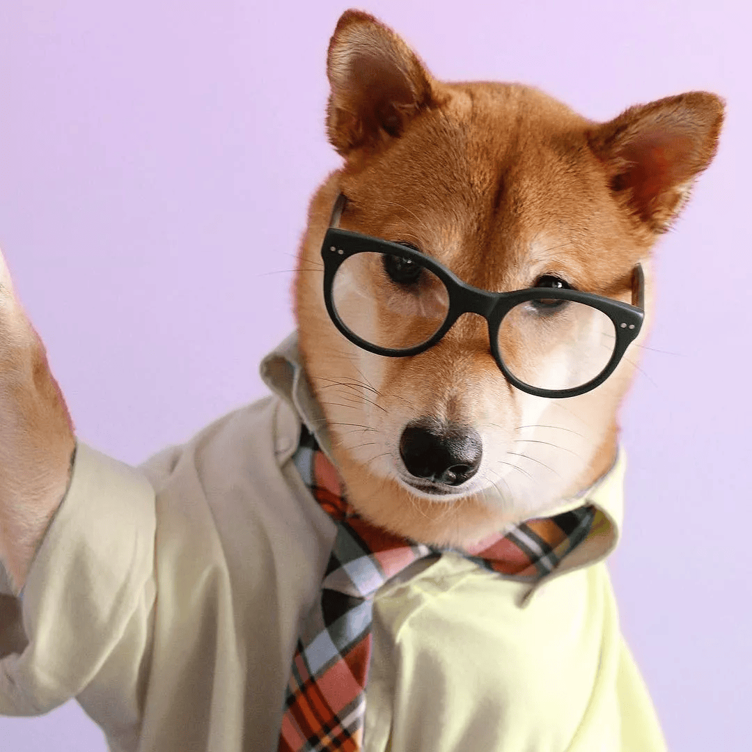 明明是只狗,穿的居然比我还好看!