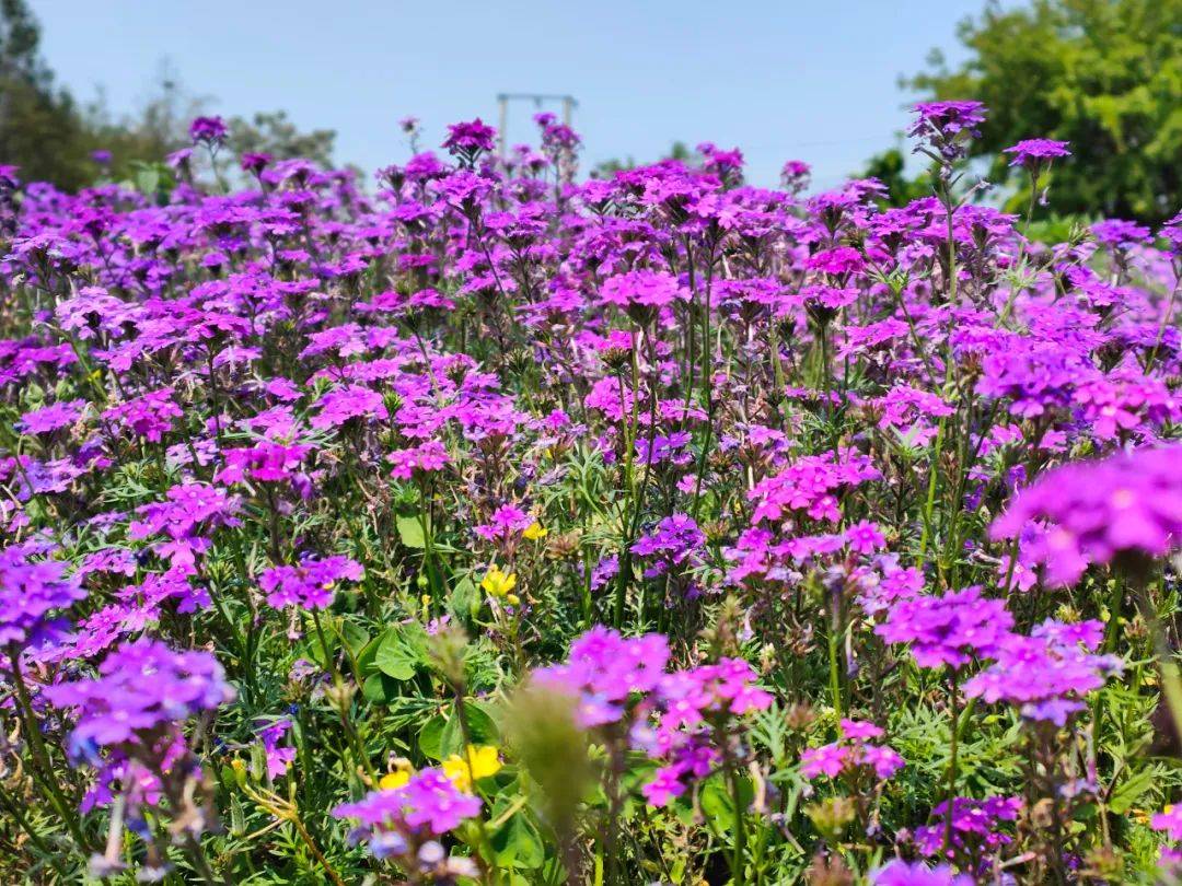 园区内也有很多小动物,春天带娃来这里喂食羊,马,奶牛等,体验真实的