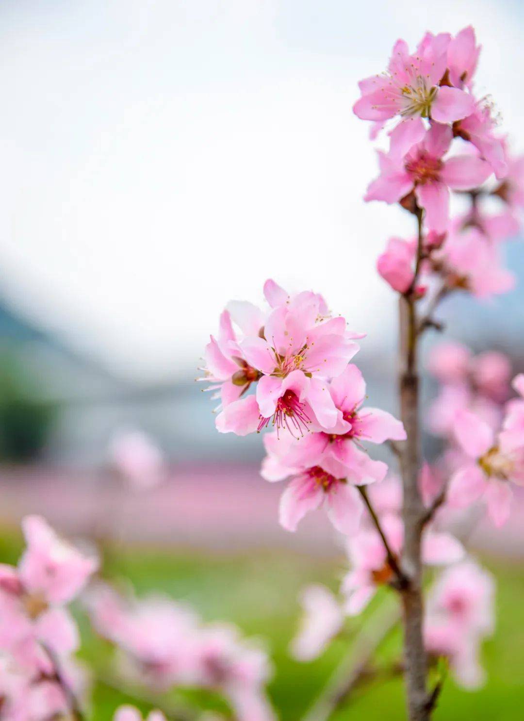 早安浦江 | 礼张桃花_粉色_枝头_审核